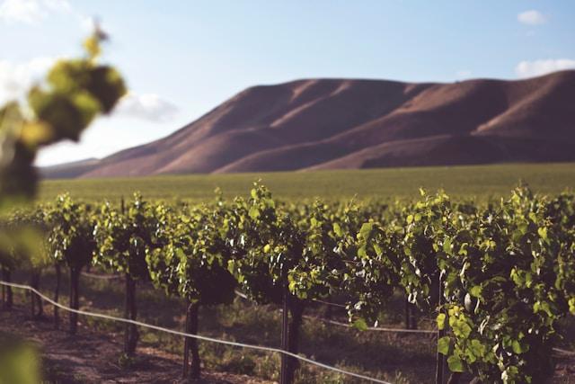 Vineyard terroir